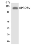 GPRC6A Antibody - Western blot analysis of the lysates from HeLa cells using GPRC6A antibody.