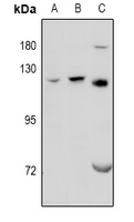 GPRC6A Antibody - Western blot analysis of GPRC6A expression in HEK293T (A), LO2 (B), rat testis (C) whole cell lysates.