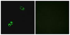 GPRC6A Antibody - Peptide - + Immunofluorescence analysis of MCF-7 cells, using GPC6A antibody.