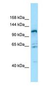 GPRC6A Antibody - GPRC6A antibody Western Blot of 293T.  This image was taken for the unconjugated form of this product. Other forms have not been tested.