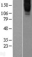 GPRC6A Protein - Western validation with an anti-DDK antibody * L: Control HEK293 lysate R: Over-expression lysate
