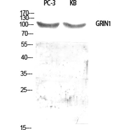 GPRIN1 / GRIN1 Antibody - Western blot of GRIN1 antibody