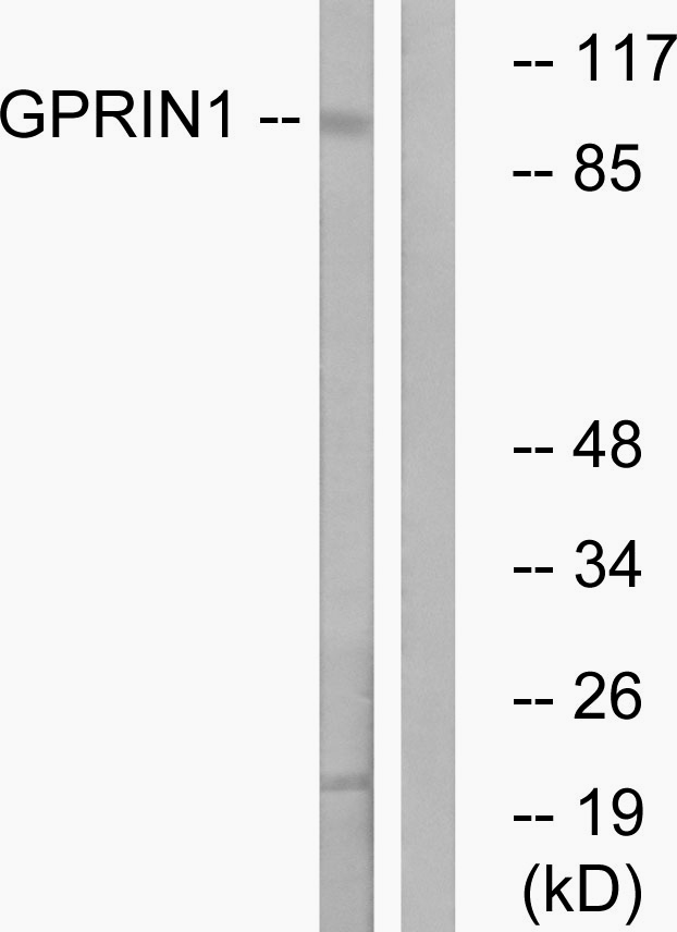 GPRIN1 / GRIN1 Antibody - Western blot analysis of lysates from HT-29 cells, using GPRIN1 Antibody. The lane on the right is blocked with the synthesized peptide.