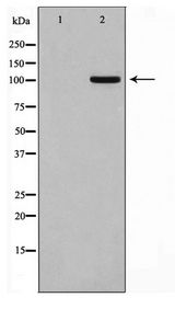 GPRIN1 / GRIN1 Antibody - Western blot of HT29 cell lysate using GPRIN1 Antibody