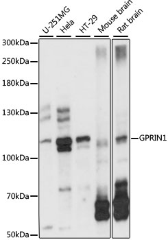 GPRIN1 / GRIN1 Antibody - Western blot analysis of extracts of various cell lines, using GPRIN1 antibody at 1:1000 dilution. The secondary antibody used was an HRP Goat Anti-Rabbit IgG (H+L) at 1:10000 dilution. Lysates were loaded 25ug per lane and 3% nonfat dry milk in TBST was used for blocking. An ECL Kit was used for detection and the exposure time was 5s.