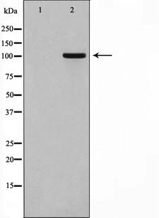 GPRIN1 / GRIN1 Antibody - Western blot analysis on HT29 cell lysates using GPRIN1 antibody. The lane on the left is treated with the antigen-specific peptide.