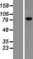 GPRIN3 Protein - Western validation with an anti-DDK antibody * L: Control HEK293 lysate R: Over-expression lysate