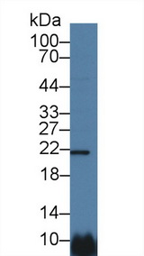 GPS1 / CSN1 Antibody - Western Blot; Sample: Human Hela cell lysate; Primary Ab: 1µg/ml Rabbit Anti-Human CSN1 Antibody Second Ab: 0.2µg/mL HRP-Linked Caprine Anti-Rabbit IgG Polyclonal Antibody