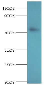 GPS1 / CSN1 Antibody - Western blot. All lanes: GPS1 antibody at 5 ug/ml+HeLa whole cell lysate. Secondary antibody: Goat polyclonal to rabbit at 1:10000 dilution. Predicted band size: 56 kDa. Observed band size: 56 kDa.