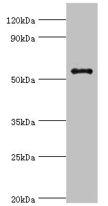 GPS1 / CSN1 Antibody - Western blot All lanes: GPS1 antibody at 5µg/ml + Hela whole cell lysate Secondary Goat polyclonal to rabbit IgG at 1/10000 dilution Predicted band size: 56, 60 kDa Observed band size: 56 kDa