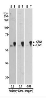 GPS1 / CSN1 Antibody - Detection of Human CSN1 by Western Blot. Samples: Whole cell lysate (50 ug - E; 10 ug - T) from mock transfected (E) or CSN1 transfected (T) HEK293T cells. Antibody: Affinity purified rabbit anti-CSN1 used at the indicated concentration. Detection: Chemiluminescence with a 10 second exposure.