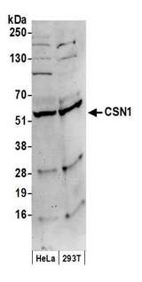 GPS1 / CSN1 Antibody - Detection of human CSN1 by western blot. Samples: Whole cell lysate (50 µg) from HeLa and HEK293T cells prepared using NETN lysis buffer. Antibodies: Affinity purified rabbit anti-CSN1 antibody used for WB at 0.1 µg/ml. Detection: Chemiluminescence with an exposure time of 3 minutes.