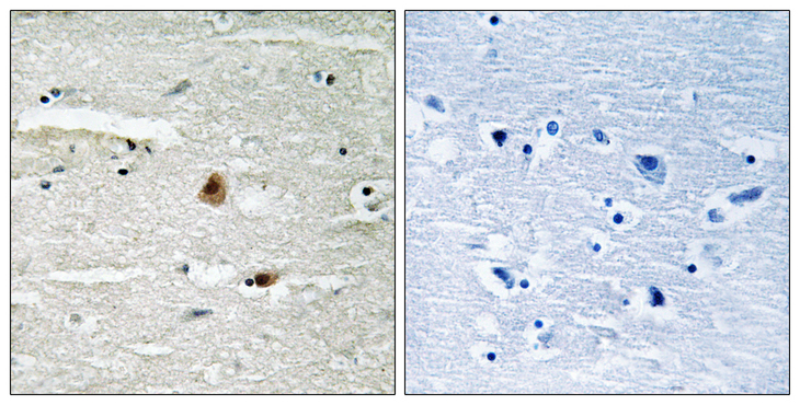 GPS1 / CSN1 Antibody - Immunohistochemistry of paraffin-embedded human brain tissue using COPS1 antibody.