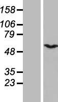 GPS1 / CSN1 Protein - Western validation with an anti-DDK antibody * L: Control HEK293 lysate R: Over-expression lysate
