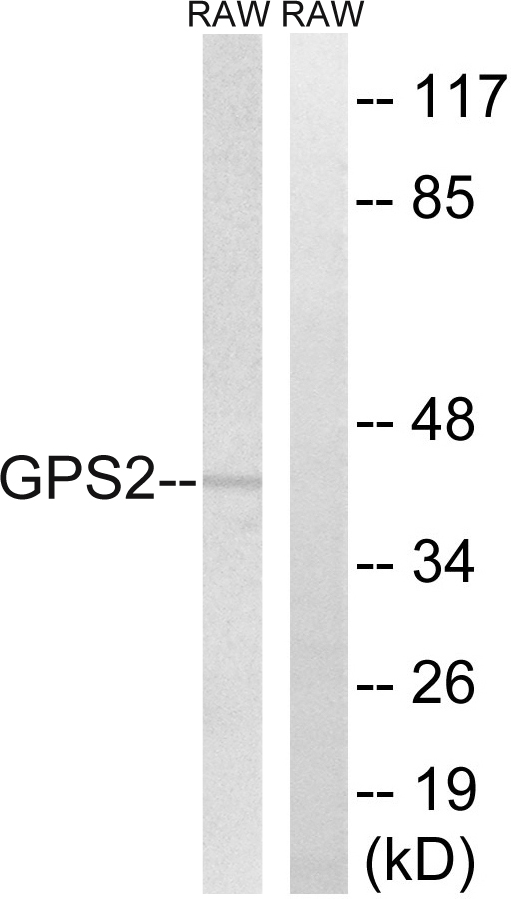 GPS2 Antibody - Western blot analysis of lysates from RAW264.7 cells, using GPS2 Antibody. The lane on the right is blocked with the synthesized peptide.