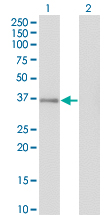 GPS2 Antibody - Western Blot analysis of GPS2 expression in transfected 293T cell line by GPS2 monoclonal antibody (M01), clone 3C4.Lane 1: GPS2 transfected lysate (Predicted MW: 36.7 KDa).Lane 2: Non-transfected lysate.