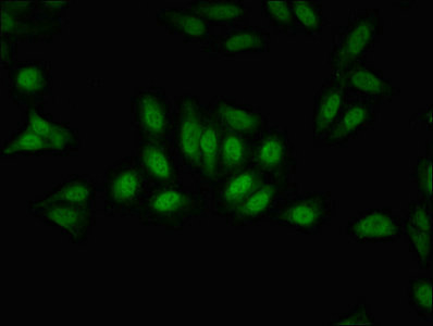 GPS2 Antibody - Immunofluorescent analysis of Hela cells at a dilution of 1:100 and Alexa Fluor 488-congugated AffiniPure Goat Anti-Rabbit IgG(H+L)