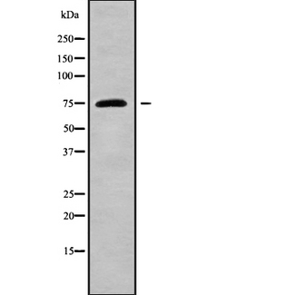 GPSM1 / AGS3 Antibody - Western blot analysis GPSM1 using HeLa whole cells lysates