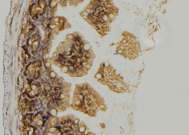 GPSM1 / AGS3 Antibody - 1:100 staining mouse colon tissue by IHC-P. The sample was formaldehyde fixed and a heat mediated antigen retrieval step in citrate buffer was performed. The sample was then blocked and incubated with the antibody for 1.5 hours at 22°C. An HRP conjugated goat anti-rabbit antibody was used as the secondary.