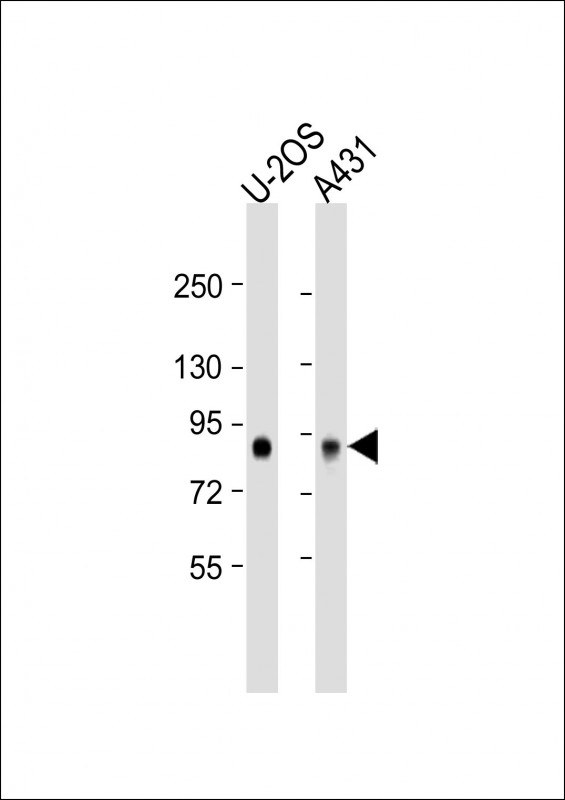 GPSM2 / LGN Antibody - All lanes: Anti-GPSM2 Antibody (N-Term) at 1:2000 dilution. Lane 1: U-2OS whole cell lysate. Lane 2: A431 whole cell lysate Lysates/proteins at 20 ug per lane. Secondary Goat Anti-Rabbit IgG, (H+L), Peroxidase conjugated at 1:10000 dilution. Predicted band size: 77 kDa. Blocking/Dilution buffer: 5% NFDM/TBST.