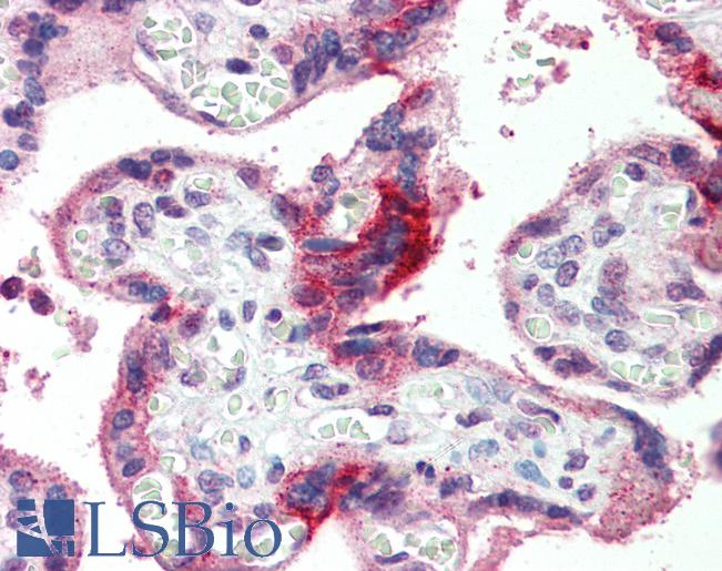 GPSM2 / LGN Antibody - Anti-GPSM2 antibody IHC of human placenta. Immunohistochemistry of formalin-fixed, paraffin-embedded tissue after heat-induced antigen retrieval. Antibody concentration 5 ug/ml.  This image was taken for the unconjugated form of this product. Other forms have not been tested.