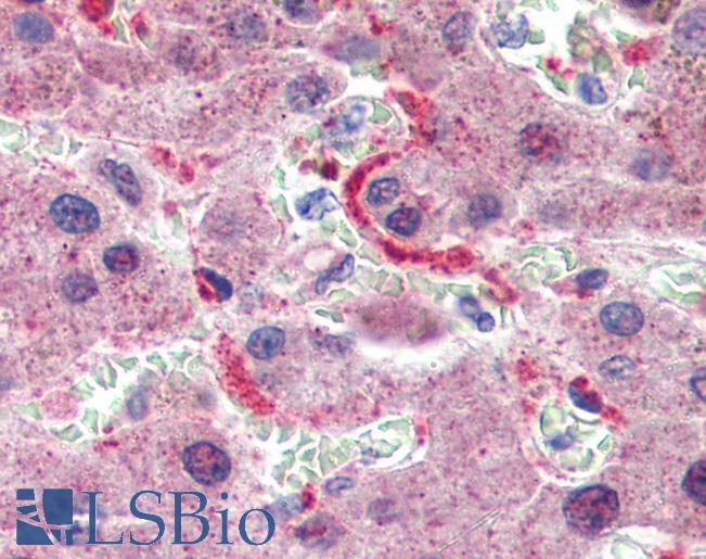 GPSM2 / LGN Antibody - Anti-GPSM2 antibody IHC of human liver. Immunohistochemistry of formalin-fixed, paraffin-embedded tissue after heat-induced antigen retrieval. Antibody concentration 5 ug/ml.  This image was taken for the unconjugated form of this product. Other forms have not been tested.