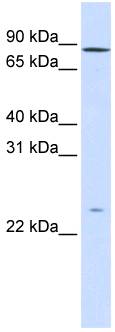 GPSM2 / LGN Antibody - Western analysis of fetal liver lysate.  This image was taken for the unconjugated form of this product. Other forms have not been tested.