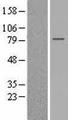 GPSM2 / LGN Protein - Western validation with an anti-DDK antibody * L: Control HEK293 lysate R: Over-expression lysate