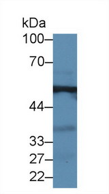 GPT / Alanine Transaminase Antibody - Western Blot; Sample: Mouse Kidney lysate; ;Primary Ab: 2µg/ml Rabbit Anti-Human ALT Antibody;Second Ab: 0.2µg/mL HRP-Linked Caprine Anti-Rabbit IgG Polyclonal Antibody;(Catalog: SAA544Rb19