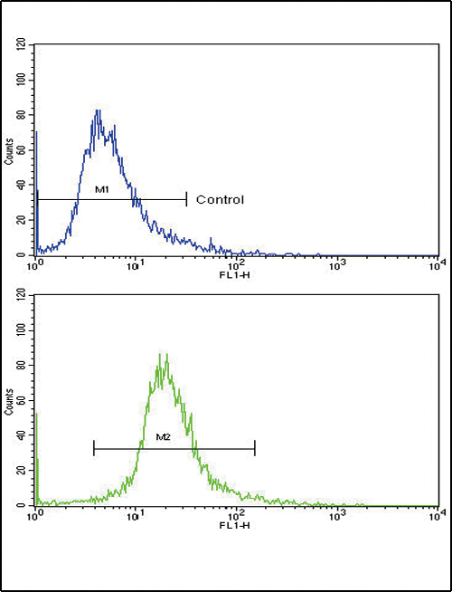 GPT / Alanine Transaminase Antibody - Flow cytometric of 293 cells using GPT Antibody (N-term P101)(bottom histogram) compared to a negative control cell (top histogram). FITC-conjugated goat-anti-rabbit secondary antibodies were used for the analysis.