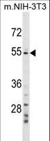 GPT2 / ALT2 Antibody - GPT2 Antibody western blot of mouse NIH-3T3 cell line lysates (35 ug/lane). The GPT2 antibody detected the GPT2 protein (arrow).