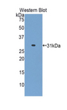 GPT2 / ALT2 Antibody - Western blot of recombinant GPT2 / ALT2.  This image was taken for the unconjugated form of this product. Other forms have not been tested.
