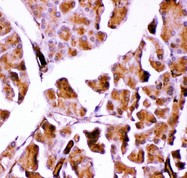GPX1 / Glutathione Peroxidase Antibody - GPX1 antibody IHC-paraffin: Mouse Pancreas Tissue.