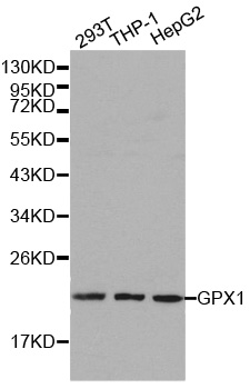 GPX1 / Glutathione Peroxidase Antibody - Western blot analysis of extracts of various cell lines.