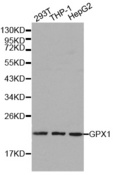 GPX1 / Glutathione Peroxidase Antibody - Western blot analysis of extracts of various cell lines.