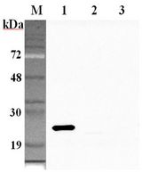GPX1 / Glutathione Peroxidase Antibody - Western blot analysis using anti-GPX1 (human), pAb at 1:2000 dilution. 1: Human GPX1 (His-tagged). 2: Human GPX2 (His-tagged). 3: Human GPX3 (His-tagged).