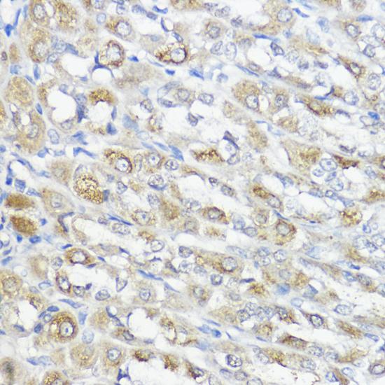 GPX2 Antibody - Immunohistochemistry of paraffin-embedded Rat stomach using GPX2 Polyclonal Antibody at dilution of 1:100 (40x lens).