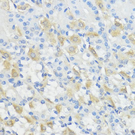 GPX2 Antibody - Immunohistochemistry of paraffin-embedded Mouse stomach using GPX2 Polyclonal Antibody at dilution of 1:100 (40x lens).