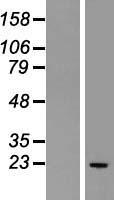 GPX2 Protein - Western validation with an anti-DDK antibody * L: Control HEK293 lysate R: Over-expression lysate