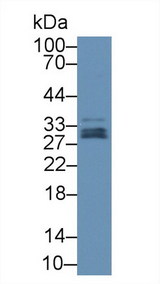 GPX3 Antibody - Western Blot; Sample: Human Lung lysate; Primary Ab: 1µg/ml Rabbit Anti-Human GPX3 Antibody Second Ab: 0.2µg/mL HRP-Linked Caprine Anti-Rabbit IgG Polyclonal Antibody