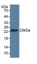 GPX3 Antibody - Western Blot; Sample: Rat Kidney Tissue.