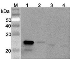 GPX3 Antibody - Western blot analysis using anti-GPX3 (mouse), pAb at 1:2000 dilution. 1: Mouse GPX3 (FLAG-tagged). 2: Human GPX3 (FLAG-tagged). 3: Mouse serum #1 (Balb/c, 2 ul). 4: Mouse serum #2 (ICR, 2 ul).  This image was taken for the unconjugated form of this product. Other forms have not been tested.