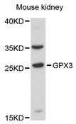 GPX3 Antibody - Western blot analysis of extracts of mouse kidney, using GPX3 antibody at 1:3000 dilution. The secondary antibody used was an HRP Goat Anti-Rabbit IgG (H+L) at 1:10000 dilution. Lysates were loaded 25ug per lane and 3% nonfat dry milk in TBST was used for blocking. An ECL Kit was used for detection and the exposure time was 90s.