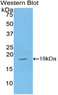 GPX4 / MCSP Antibody - Western blot of recombinant GPX4 / MCSP.  This image was taken for the unconjugated form of this product. Other forms have not been tested.