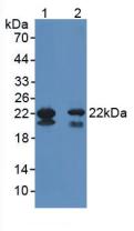 GPX4 / MCSP Antibody - Western Blot; Sample: Lane1: Mouse Testis Tissue; Lane2: Mouse Heart Tissue.