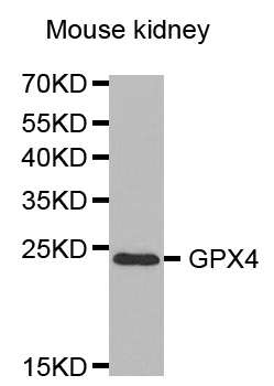 GPX4 / MCSP Antibody - Western blot analysis of extracts of mouse kidney cell lines.