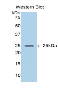GPX5 Antibody - Western blot of recombinant GPX5.  This image was taken for the unconjugated form of this product. Other forms have not been tested.