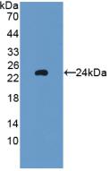 GPX5 Antibody - Western Blot; Sample: Recombinant GPX5, Rat.
