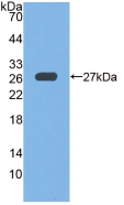 GPX6 / GPX-6 Antibody