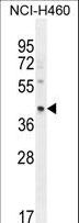 GRAB / RAB3IL1 Antibody - RAB3IL1 Antibody western blot of NCI-H460 cell line lysates (35 ug/lane). The RAB3IL1 antibody detected the RAB3IL1 protein (arrow).